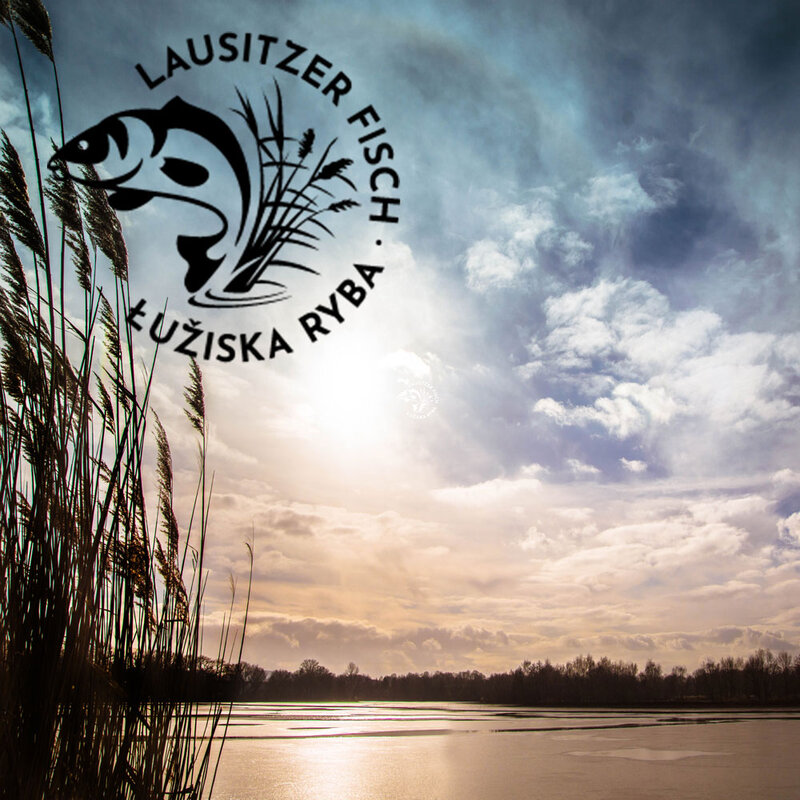 Collage aus Foto und Logo: Eine Gewässer mit Schilfrohren im Vordergrund. Im Himmel sind Sonne und Wolken. Dazu ist noch das Logo "Lausitzer Fisch" in das Bild integriert.